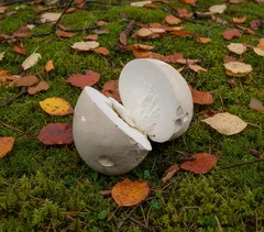 Řezaná pýchavka obrovská na mechu s podzimními listy v lese