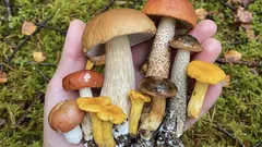 Jak vypěstovat lesní houby ve vlastní zahradě: co opravdu funguje