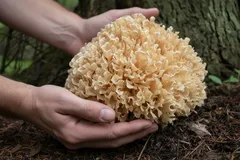 Ruka sbírá korálovce jedlého v lese, houba korálovec, strom, podzimní příroda