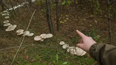 Kruh muchomůrek v lese, ukazující prst na houby na lesní půdě, houbařská sezóna.