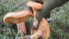 Sběr hub, nejspíš ryzců, v lese na trávě, detail ruky v rukavici držící houbu